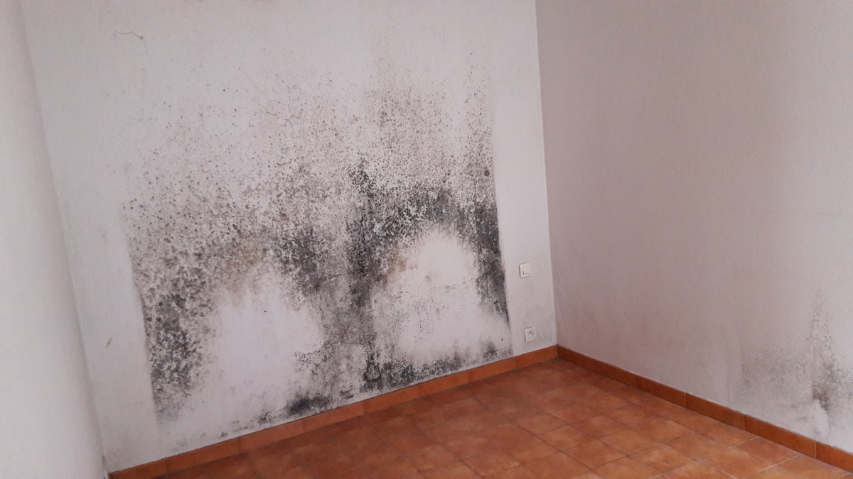 Moisissures - Expertise humidité à Belfort